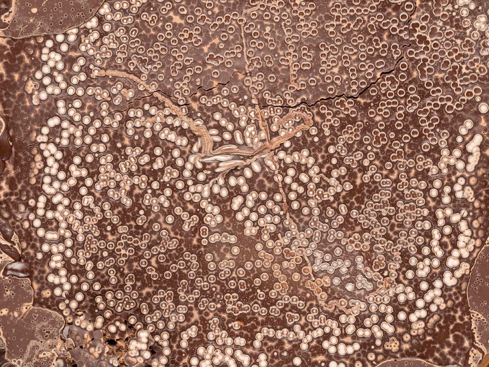 Chocolat patrick roger chocolatier sculpteur paris